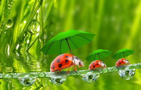 Picture water, droplets, umbrellas, ladybugs, a blade of grass, grass