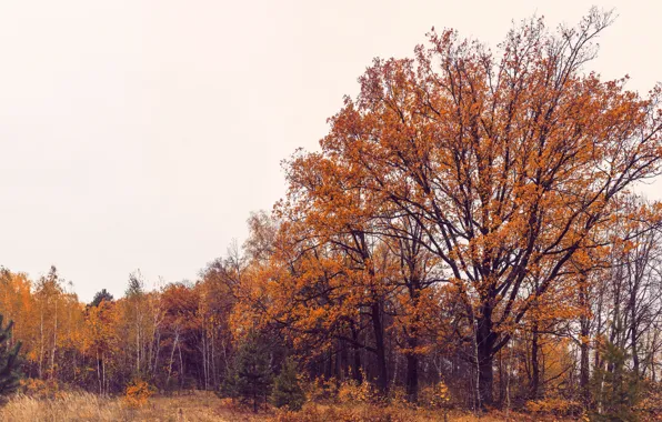 Picture autumn, forest, leaves, trees, landscape, mood, panorama, oak
