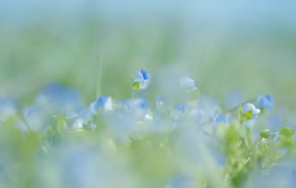 Picture macro, flowers, nature, spring, blur, blue, gently