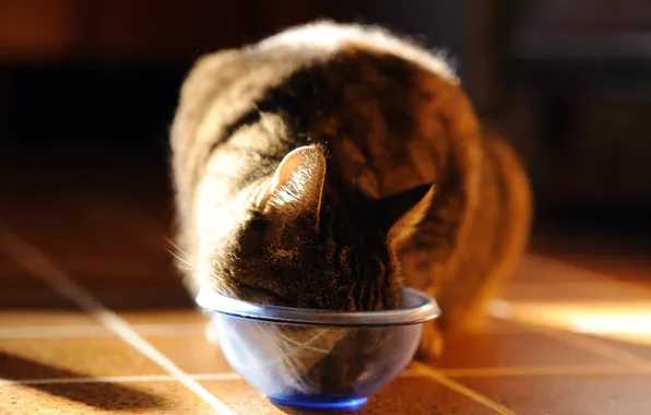 Picture cat, bowl, photographer, eating, Giovanni Zacche