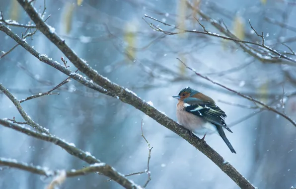 Picture winter, snow, branches, bird, snowfall, Chaffinch