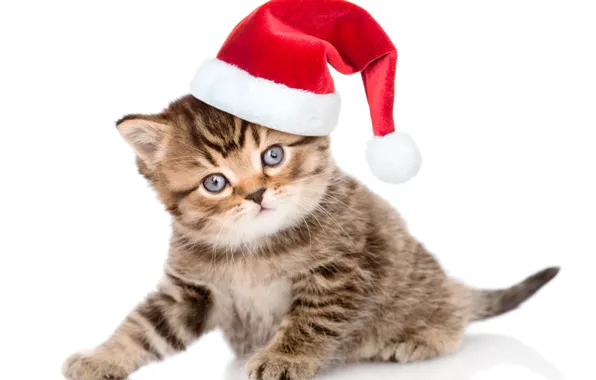 Picture look, kitty, hat, small, Christmas, cute, Christmas, kittens