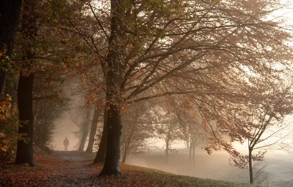 Picture autumn, fog, Park