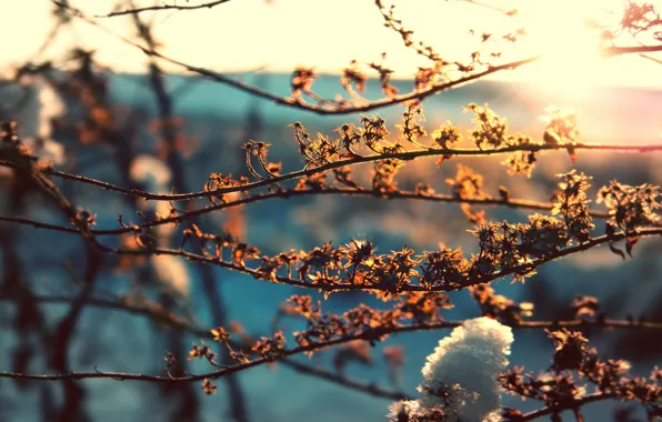 Picture leaves, the sun, macro, snow, branches, background, spring