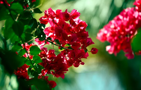 Picture flowers, red, green, branch, MACRO, BOKEH, BOKEH WALLPAPERS, Bougainville