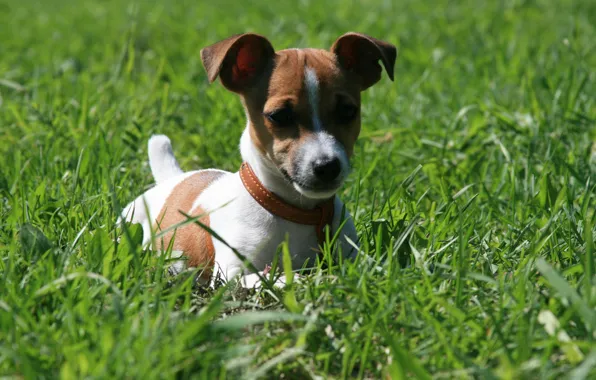 Picture dogs, grass, the sun, joy, smile, mood, the game, morning, walk, Jack Russell Terrier