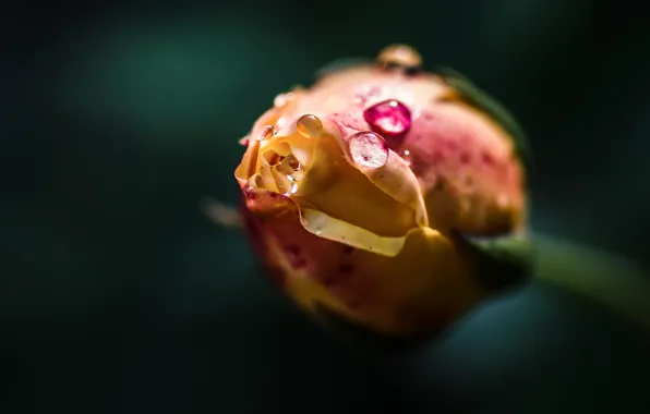 Picture drops, Rose, Bud, blurred background