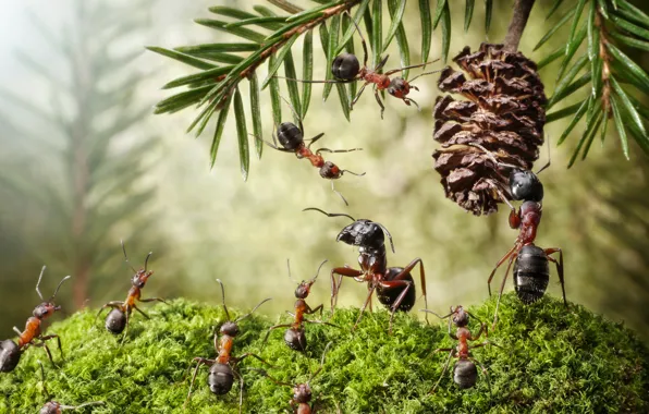 Picture macro, insects, moss, the situation, ants, bump, needles, Wallpaper from lolita777