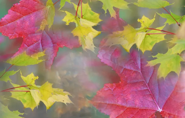 Picture autumn, leaves, nature, fog, haze, maple