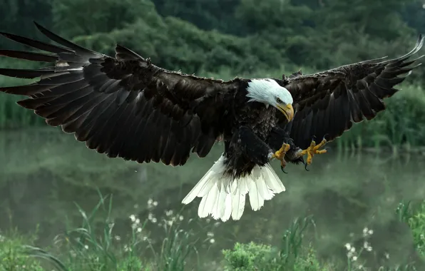 Picture bird, wings, predator, hawk, Bald eagle