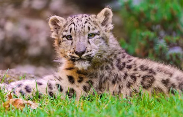 Picture lies, IRBIS, snow leopard, snow leopard, kitty, looks, kitten, lies, ounce, looks