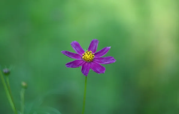 Picture flower, purple, background, kosmeya