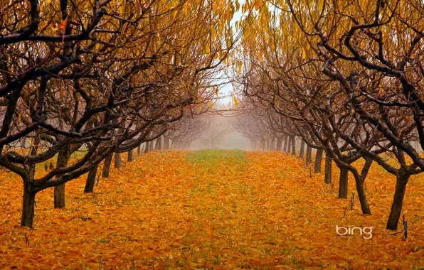 Picture autumn, leaves, trees, fog, Park, garden, british columbia, canada, okanagan valley