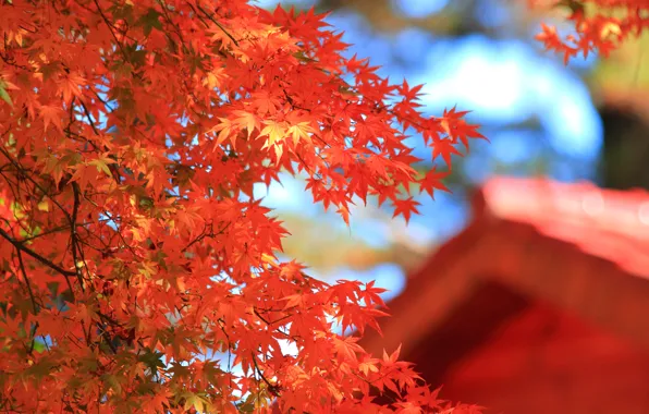 Picture roof, autumn, leaves, macro, house, tree, blur, red, maple, crown