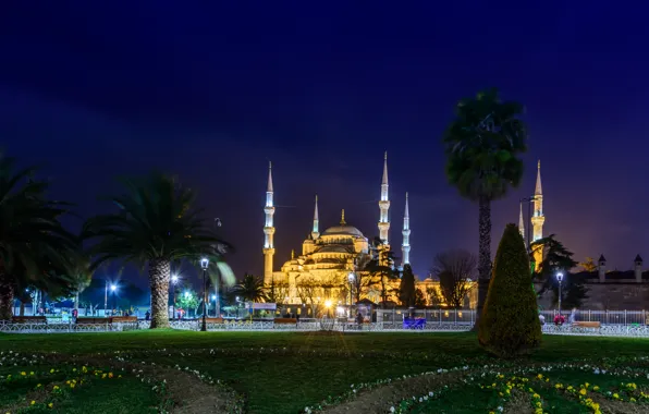 Picture night, the city, palm trees, photo, lawn, Cathedral, temple, mosque, the monastery, Turkey, Istanbul