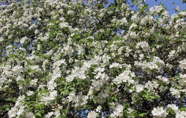 Picture white, Spring, Apple, White flowers