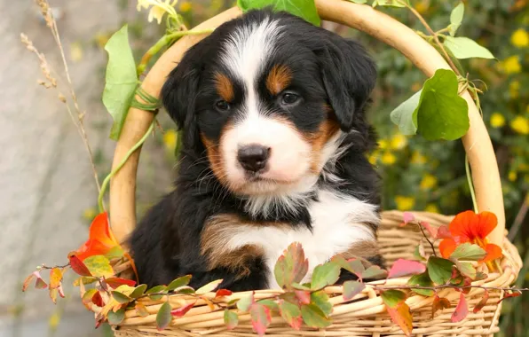 Picture leaves, basket, dog, puppy, Bernese shepherd, Bernese mountain dog