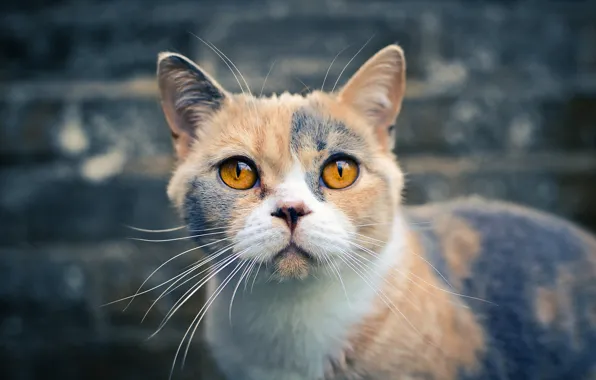 Picture cat, look, British Shorthair