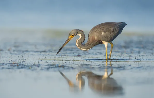 Picture lake, reflection, bird, beak, neck, Heron, wildlife