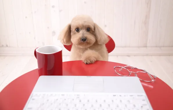 Picture computer, table, dog, poodle