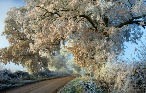 Picture frost, road, autumn, trees