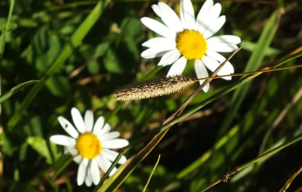 Picture Daisy, a blade of grass, bug
