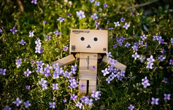 Picture grass, nature, box, danbo, flowers