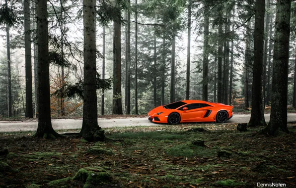 Picture forest, light, Lamborghini, Aventador