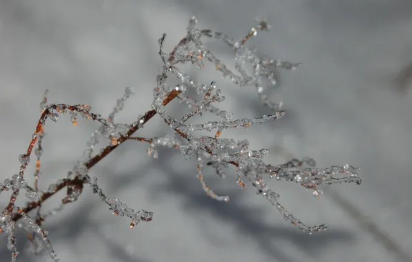 Picture cold, ice, winter, macro, sprig, grey, branch