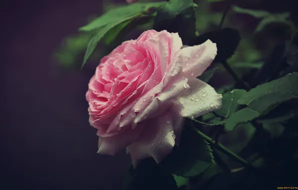 Picture drops, flowers, Rosa, tenderness, rose, roses, beauty, petals, Bud, beautiful, beautiful, gently, vintage