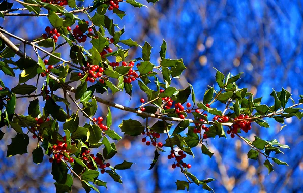 Picture leaves, nature, berries, tree, branch