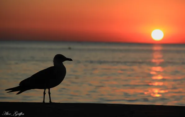 Picture sea, sunset, Seagull, Landscape