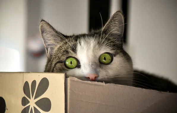 Picture eyes, cat, look, box, Koshak