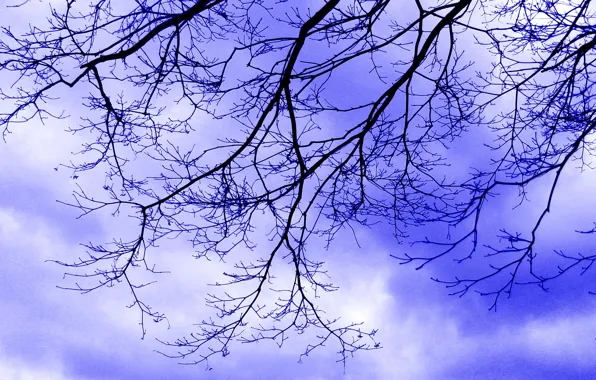 Picture the sky, clouds, branches, clouds
