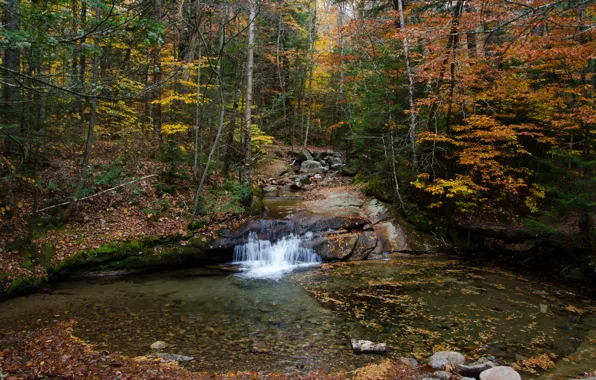 Picture Autumn, Trees, Forest, Stream, Fall, Foliage, Autumn, Waterfall, Forest, Trees, Leaves