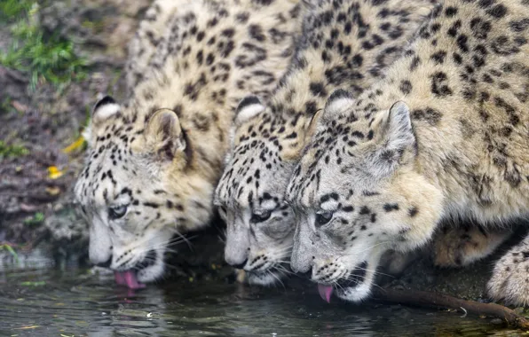 Picture cat, IRBIS, snow leopard, trio, drink, ©Tambako The Jaguar