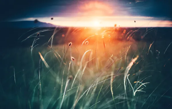 Picture grass, the sun, sunset, nature, Crimea