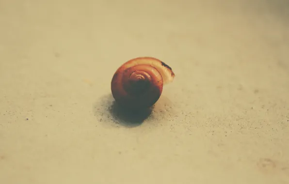 Picture galaxy, shell, snail shell