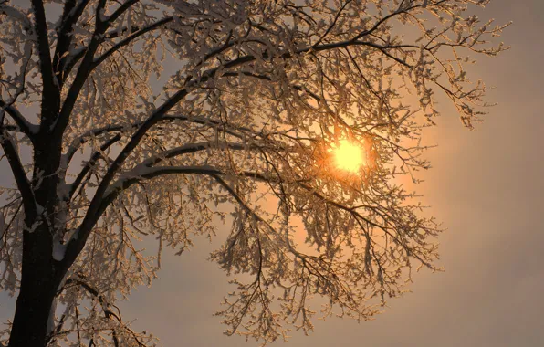 Picture frost, the sun, rays, snow, branches, tree