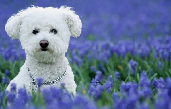 Picture flowers, dog, white