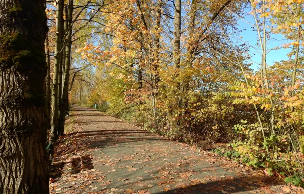 Picture foliage, Autumn, track, autumn, leaves, path, fall