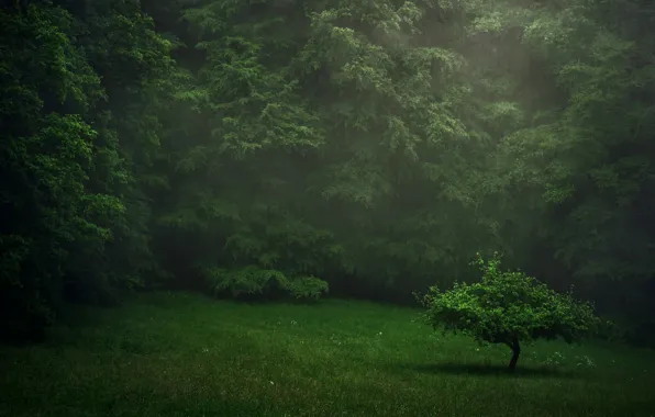 Picture greens, forest, summer, rain, lawn, tree