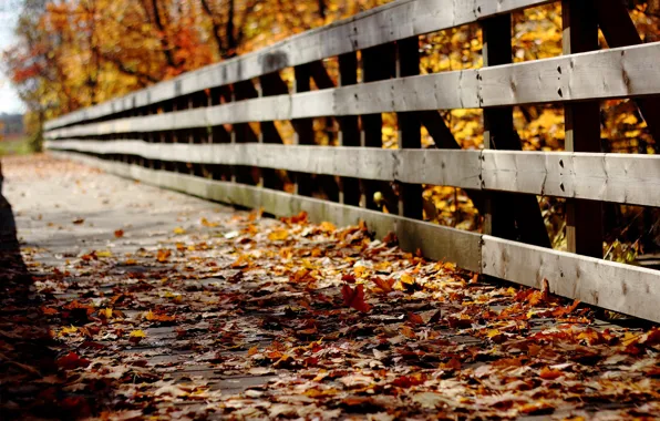 Picture autumn, leaves, bridge, nature