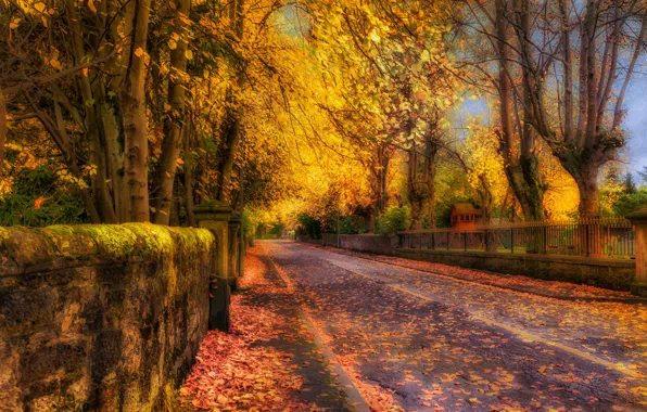 Picture road, autumn, forest, leaves, trees, nature, Park, colors, colorful, forest, road, trees, nature, park, autumn, …