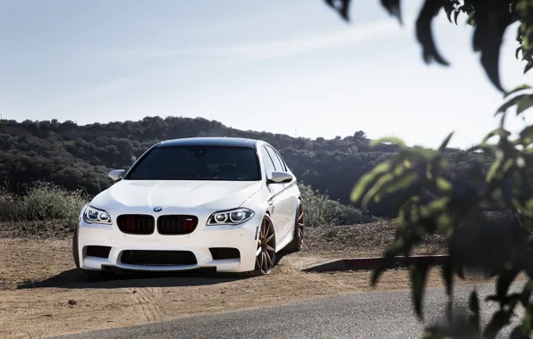 Picture white, leaves, bmw, BMW, white, front view, f10