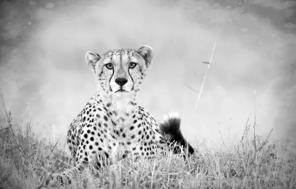 Picture sadness, Grass, Black and white, tail, Predator, Savannah, Cheetah