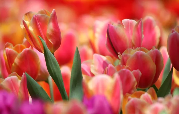 Picture petals, garden, tulips, flowerbed