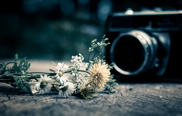 Picture flowers, background, widescreen, Wallpaper, mood, camera, the camera, wallpaper, flowers, flower, widescreen, camera, background, full …