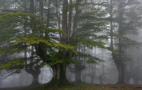 Picture forest, landscape, nature, fog