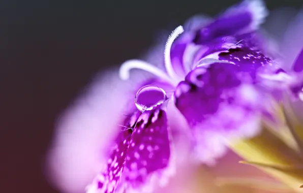 Picture flower, macro, drop, carnation, Turkish